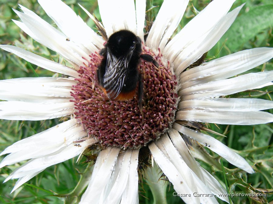 47-bombi su carlina.jpg